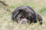 DOGUE DU TIBET 035